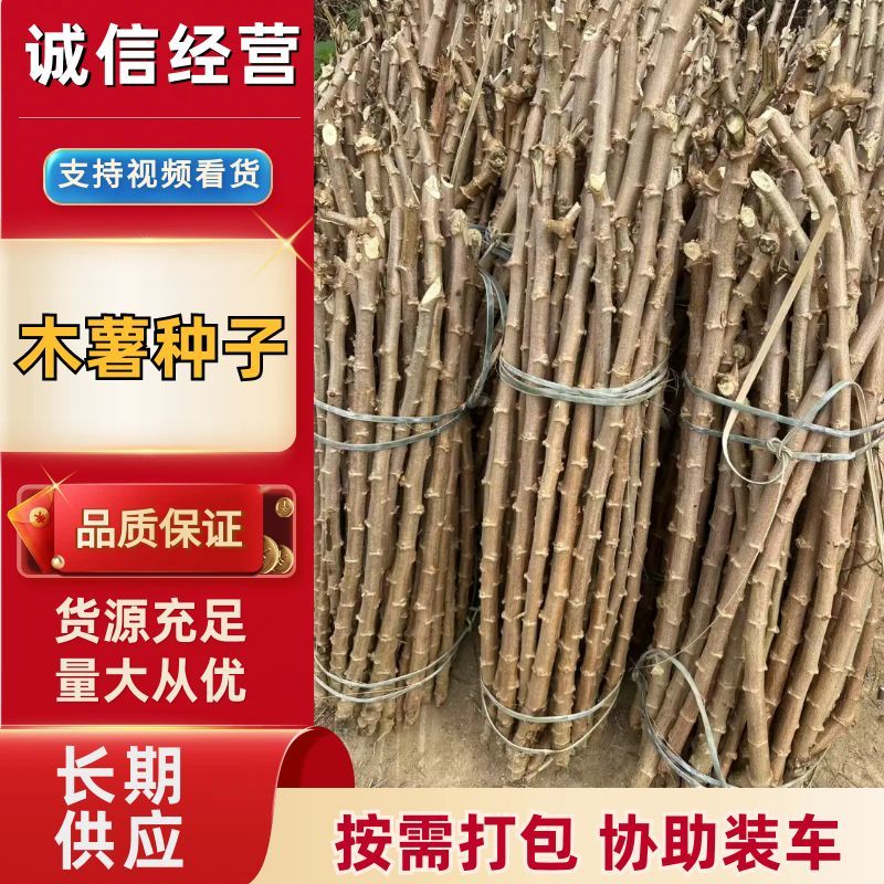 黄肉木薯种，华南9号，耐干旱抗病毒容易种活，茎杆苗。