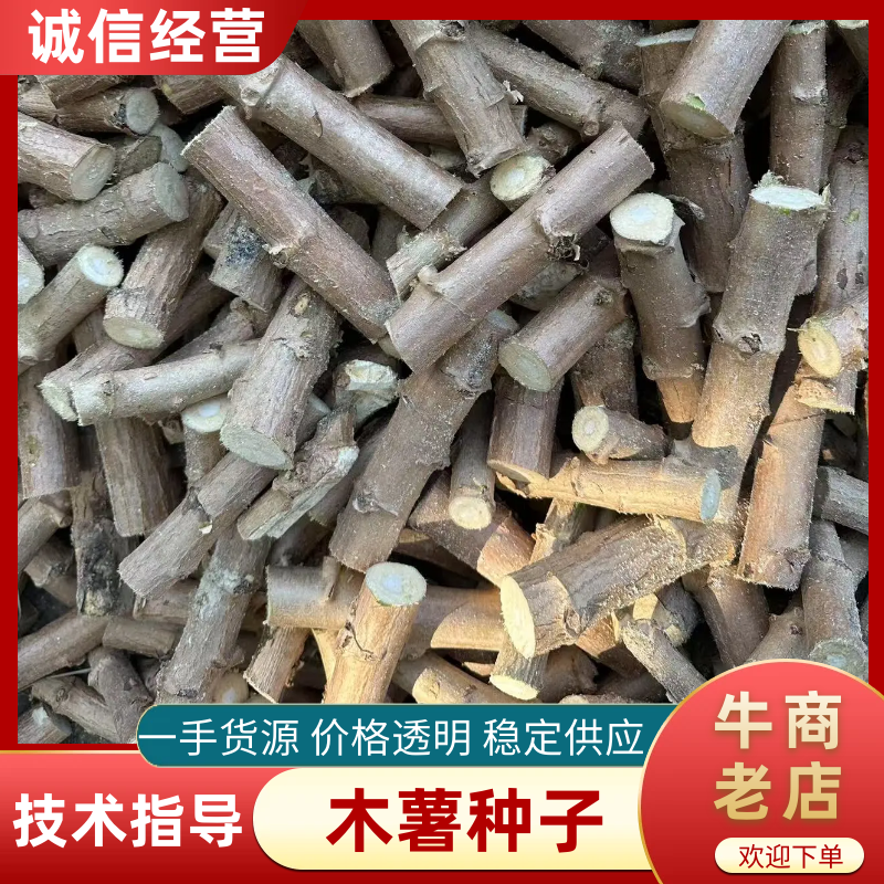 华南9号黄肉木薯种