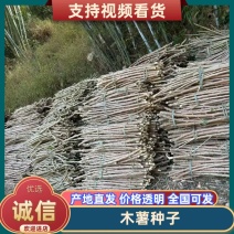 黄肉食用黄心木薯，木薯种苗，耐旱抗病毒木薯茎杆苗。