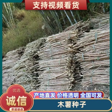黄肉食用黄心木薯，木薯种苗，耐旱抗病毒木薯茎杆苗。