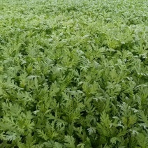 【推荐】精品茼蒿菜产地直发一手货源代发全国欢迎致电