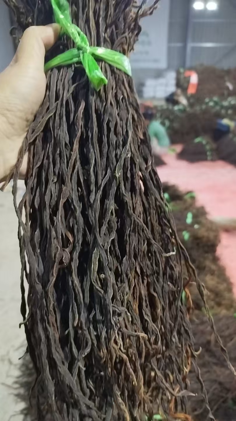 干豆角保质保量供货价钱实惠可以视频看货