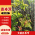 香椿芽大棚反季节红油6号香椿芽露天香椿口感好20cm