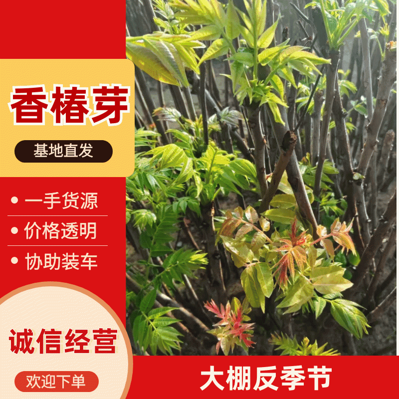 香椿芽大棚反季节红油6号香椿芽露天香椿口感好20cm