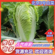 河北白菜，北京3号白菜质量好，价不高，货源充足欢迎定购