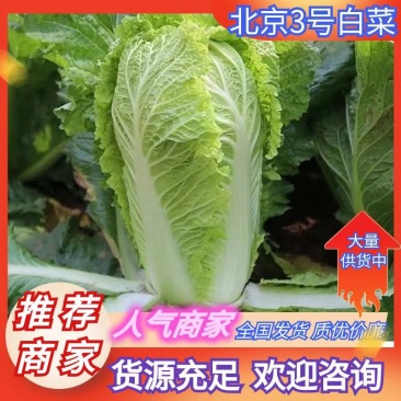 河北白菜，北京3号白菜质量好，价不高，货源充足欢迎定购