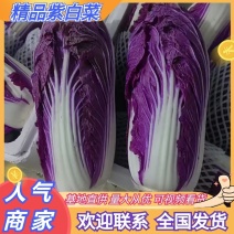 供应特色菜紫白菜，出口，商超，提供各种包装，装车一条龙