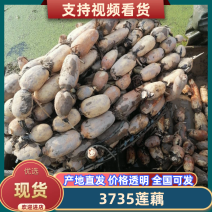江苏莲藕白莲藕莲藕3735可视频看货量大从优