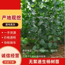 杨树苗无絮速生杨树苗基地直发提供技术量大从优欢迎咨询