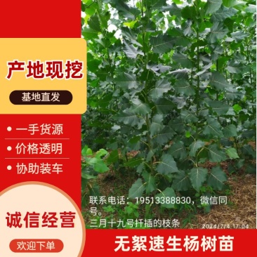 杨树苗无絮速生杨树苗基地直发提供技术量大从优欢迎咨询