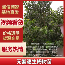 无絮速生杨树苗优质杨树苗苗场直发提供技术支持全国发货