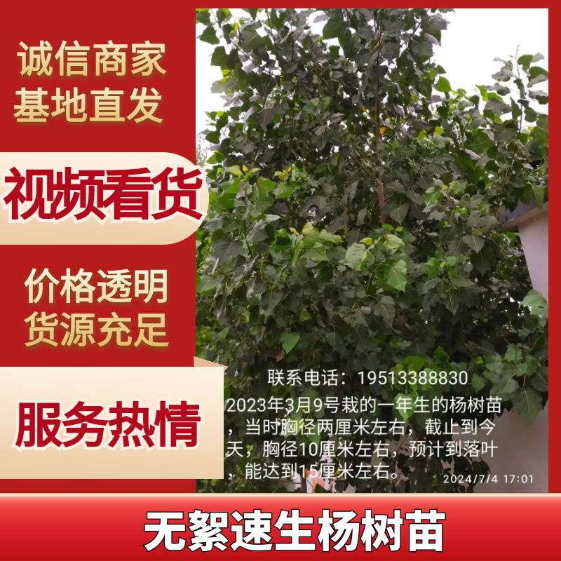 无絮速生杨树苗优质杨树苗苗场直发提供技术支持全国发货