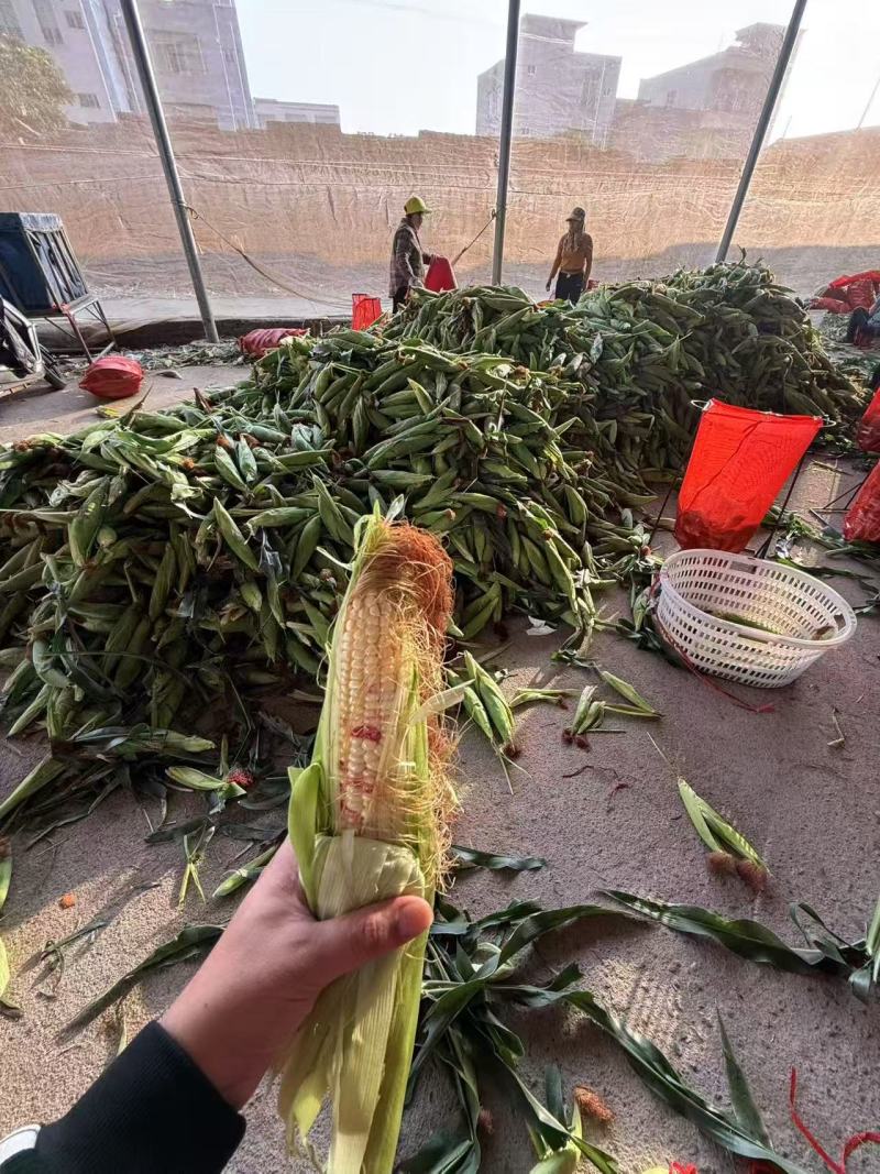 广东玉米甜玉米基地直发一手货源对接电商市场商超