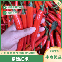 红3号8号皱皮椒鲜辣椒基地一手货源，对接全国电商市场