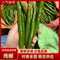 广东鲜辣椒3号8号螺线椒，基地一手货源，对接全国电商市场