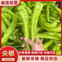 广东鲜辣椒青皮/黄皮尖椒，基地一手货源，对接全国电商市场