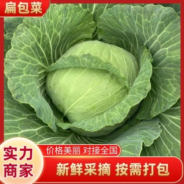 精品扁包菜大量供应中保质保量全国代发量大优惠