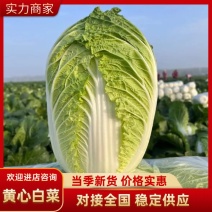 白菜湖北精品黄心白菜大量供应中质量保证价格便宜