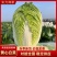 白菜湖北精品黄心白菜大量供应中质量保证价格便宜