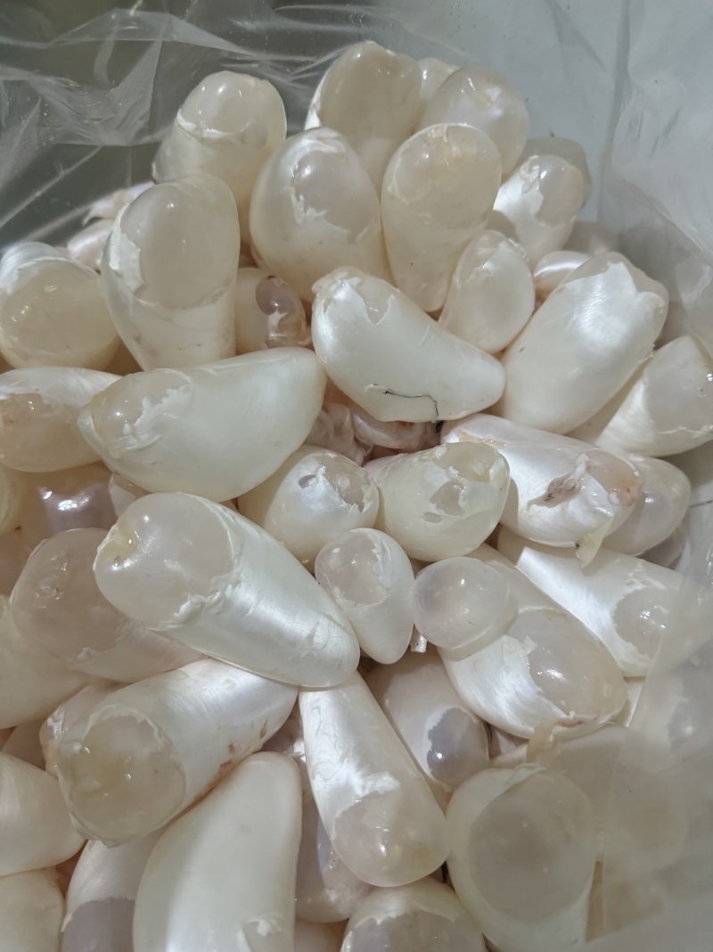 白鲢鱼泡鱼肚鱼鳔全国发货质量保证欢迎下单