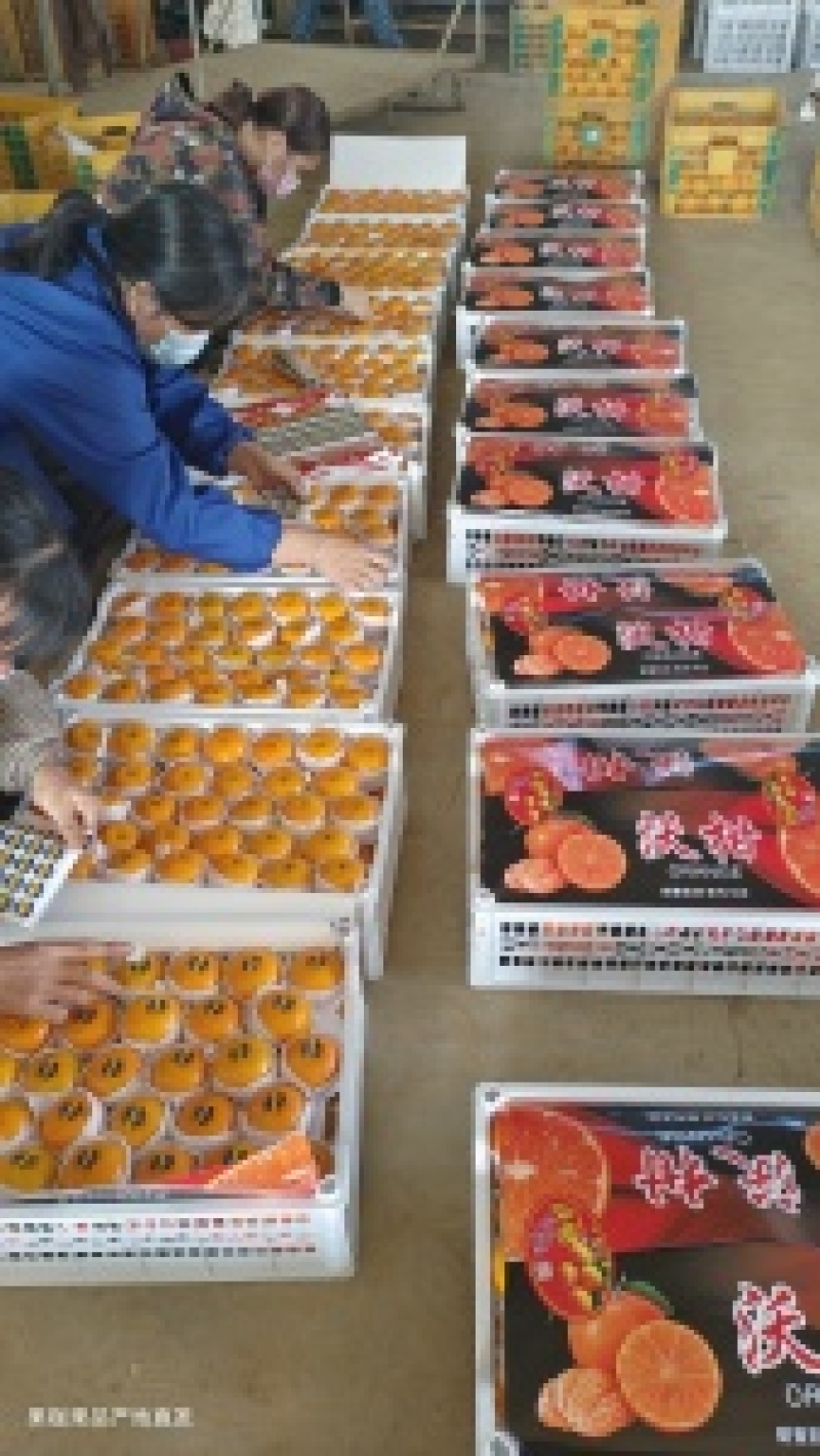 【年度大促】精品沃柑广西沃柑产地直发包上车致电价更优欢迎