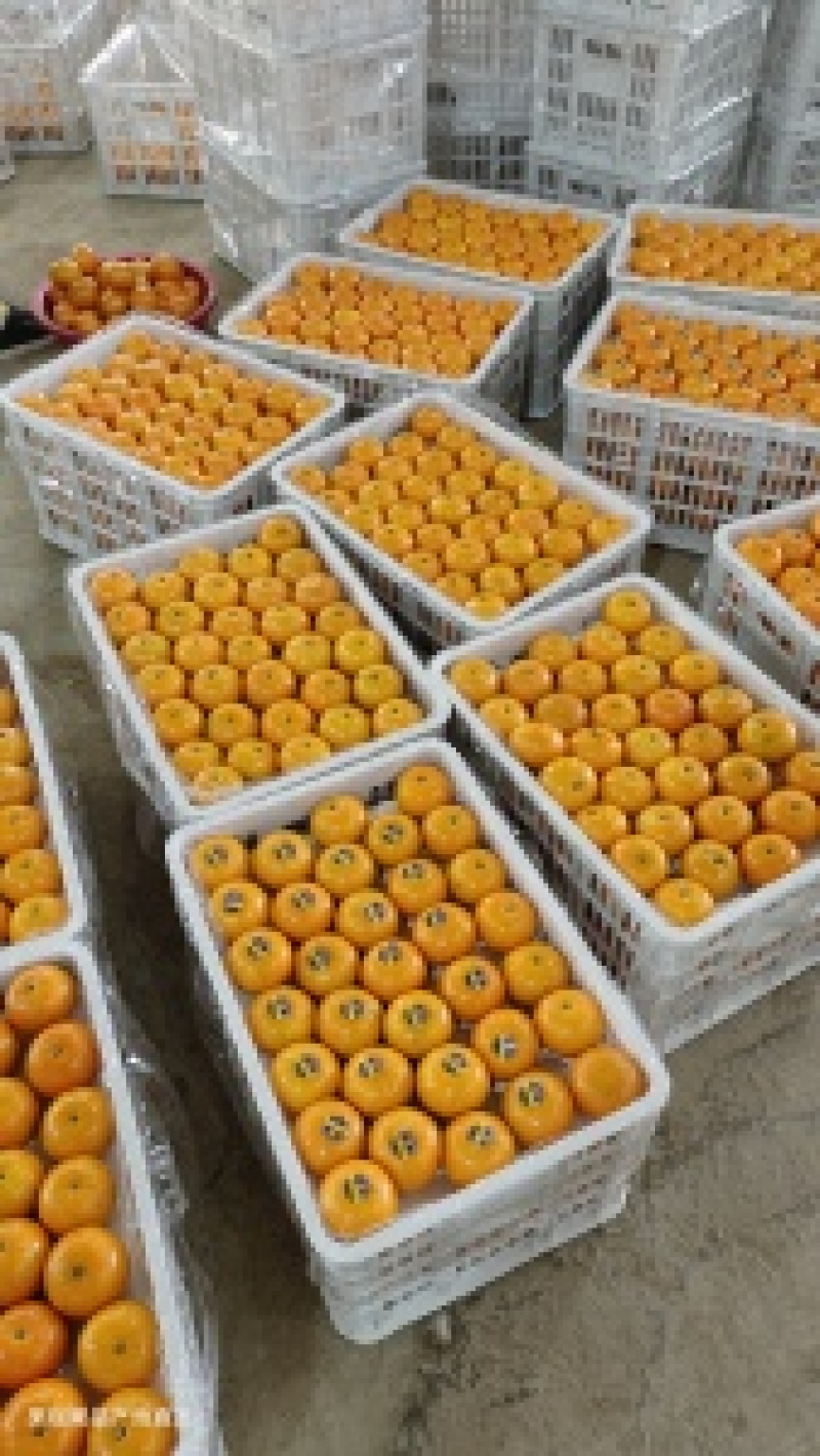 【年度大促】精品沃柑广西沃柑产地直发包上车致电价更优欢迎