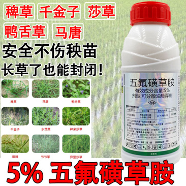 5%五氟磺草胺水稻田直播稗草阔叶草莎草分散油悬浮除草农药