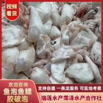 鱼泡鱼鳔胶破泡支持自提一条龙服务可实地考察