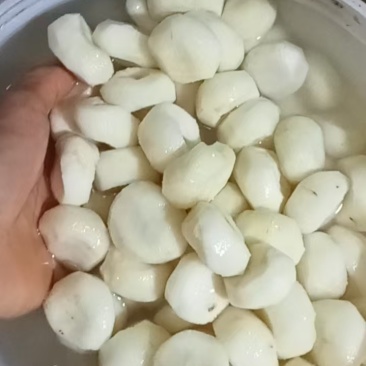 毛马蹄诚信经营大量上市保质保量欢迎咨询