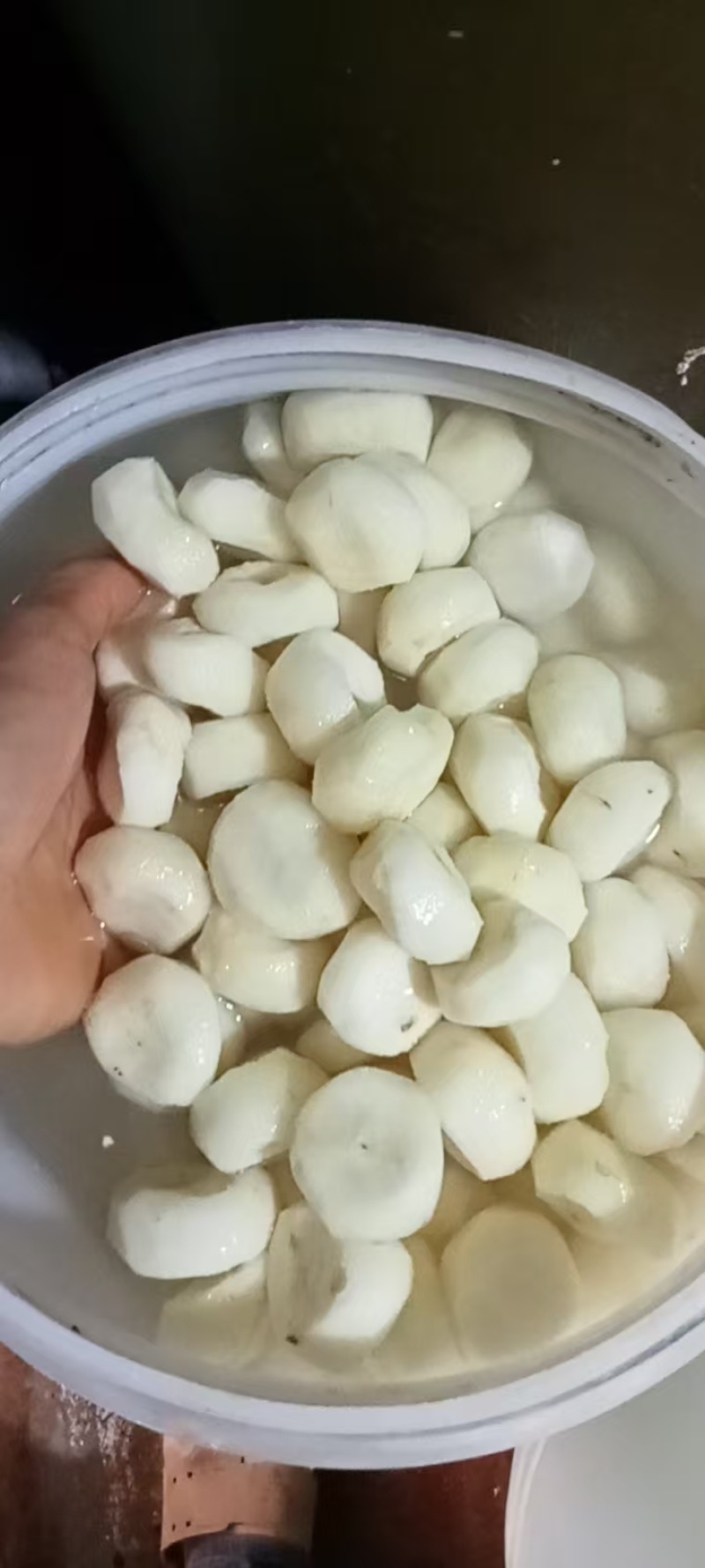 毛马蹄诚信经营大量上市保质保量欢迎咨询