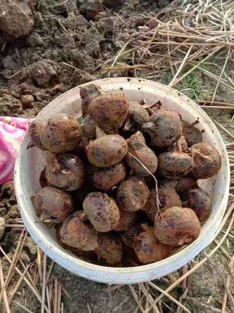 毛马蹄诚信经营大量上市保质保量欢迎咨询