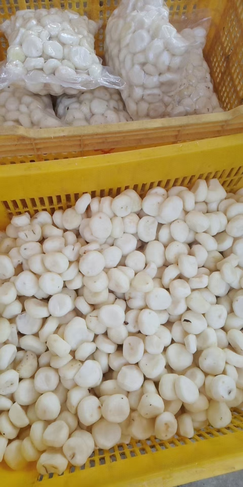 毛马蹄诚信经营大量上市保质保量欢迎咨询