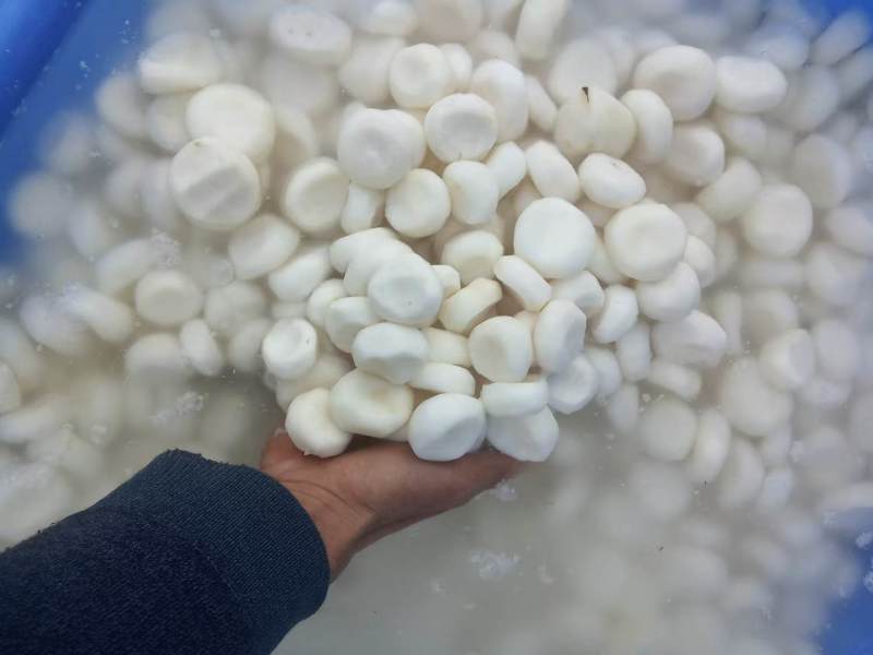 毛马蹄诚信经营大量上市保质保量欢迎咨询