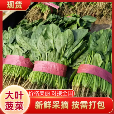 【精品大叶菠菜】河北邯郸大量上市产地发货货源充足量大从优