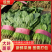 【精品大叶菠菜】河北邯郸大量上市产地发货货源充足量大从优