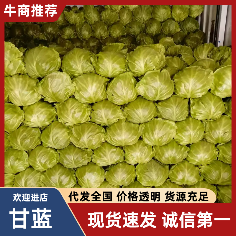 【精品甘蓝圆包菜】河北邯郸产地发货一手货源充足量大从优