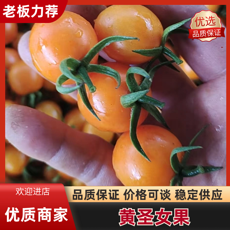广西黄圣女果大量上市中产地直发量大从优对接市场商超电联