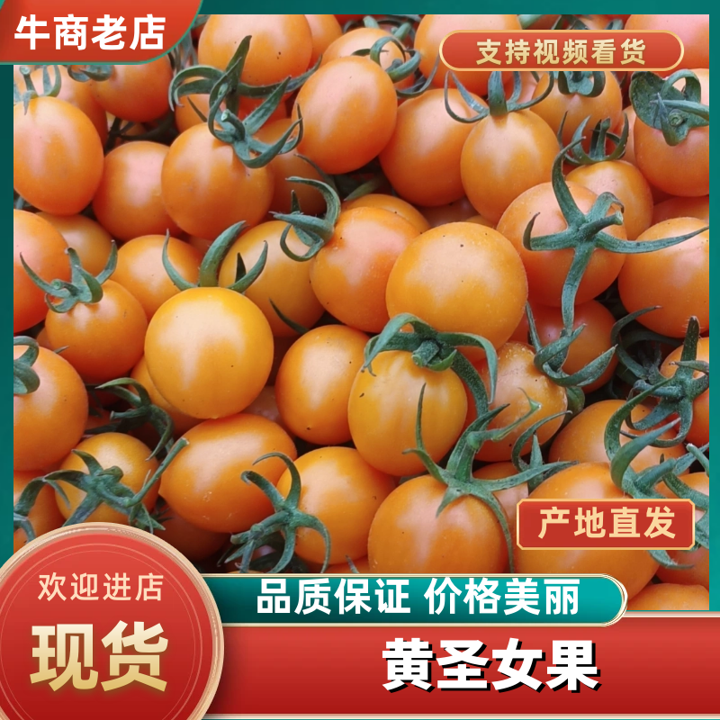 广西黄圣女果大量上市中产地直发量大从优对接市场商超电联