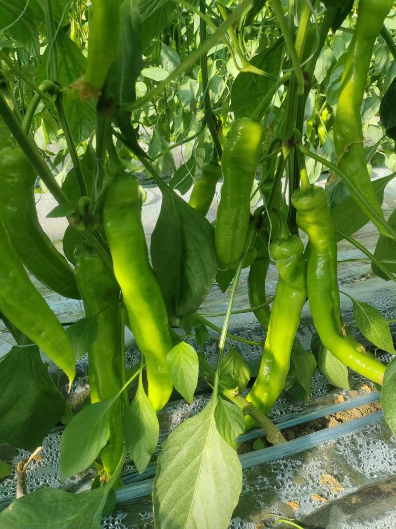 精品尖椒货源充足，全国发货，量大从优，欢迎致电