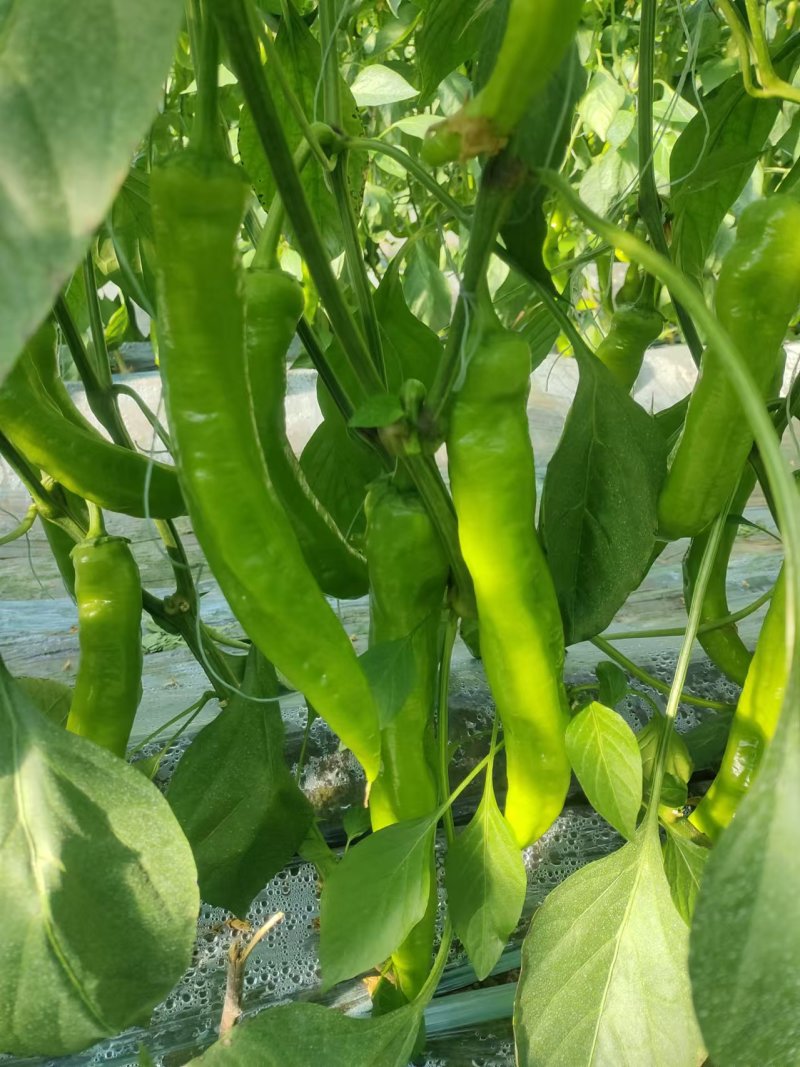精品尖椒货源充足，全国发货，量大从优，欢迎致电