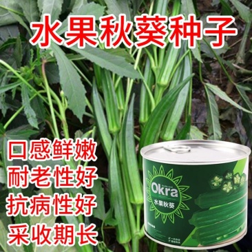 水果秋葵种子朔果油绿明亮耐老性强可达18公分不纤维化