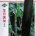 东方黑龙冬瓜种子转黑快心室小肉质致密清甜