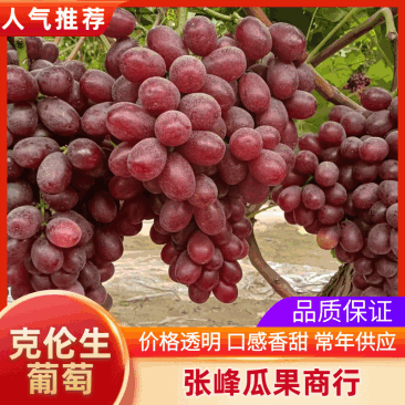 陕西，大荔精品克伦生葡萄，一手货源，品质好，欢迎客户连系