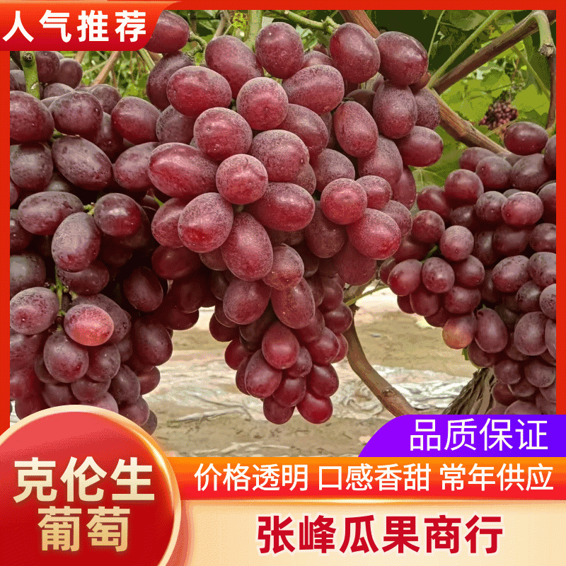 陕西，大荔精品克伦生葡萄，一手货源，品质好，欢迎客户连系