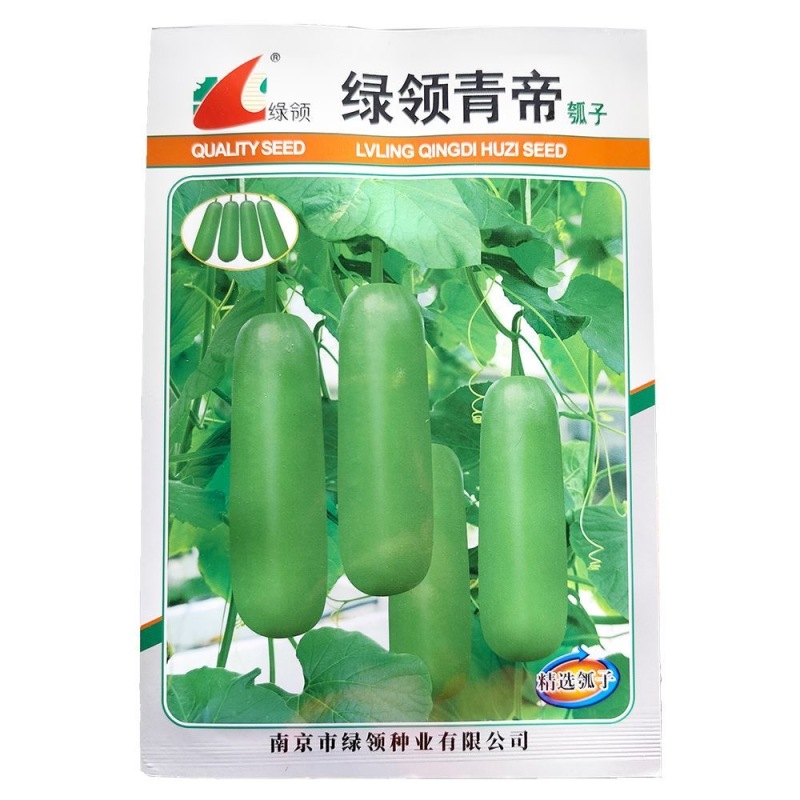 绿领青帝瓠瓜种子瓜肉白色肉厚葇嫩香甜抗病耐储运