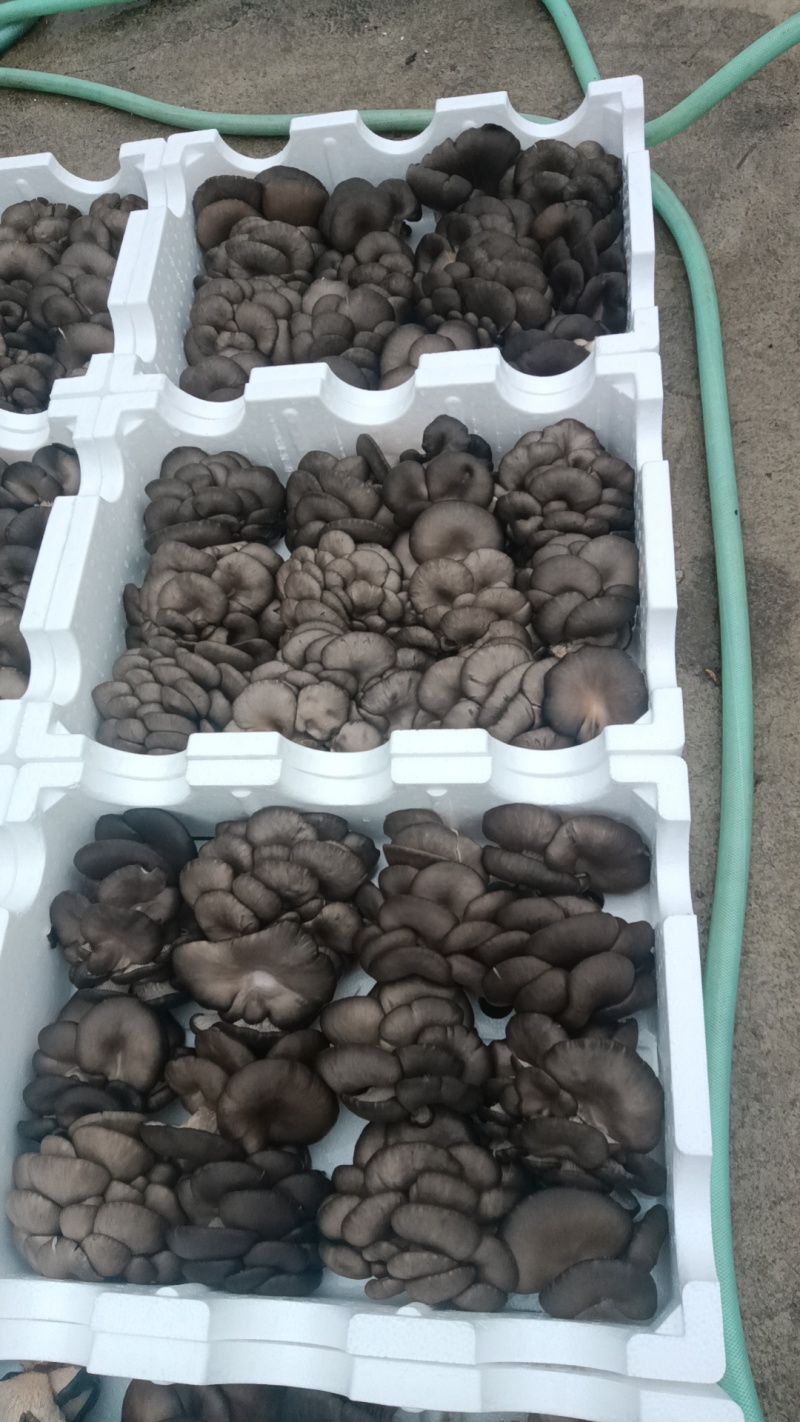 【推荐】新鲜平菇产地直发量大价优可发全国对接电商市场