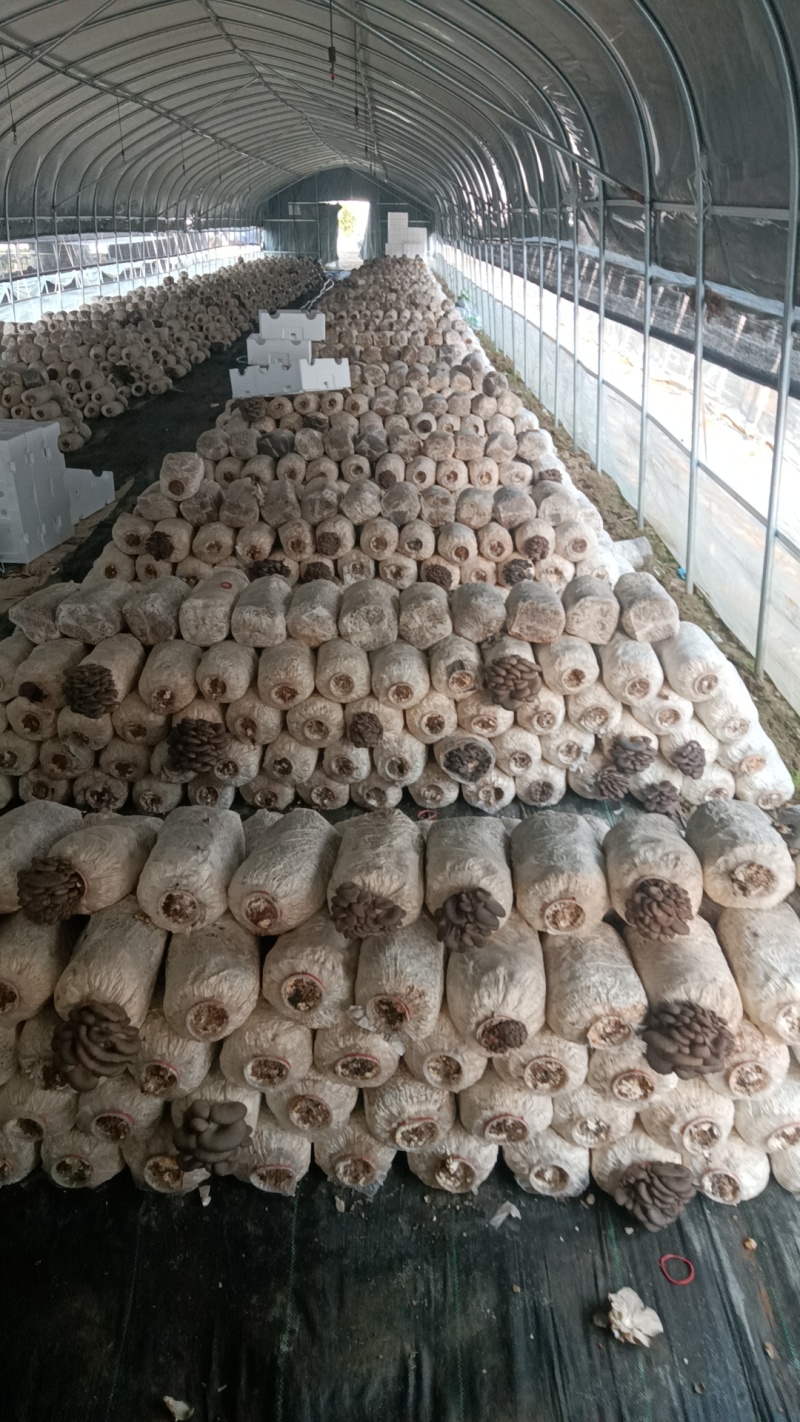 【推荐】新鲜平菇产地直发量大价优可发全国对接电商市场