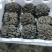【推荐】新鲜平菇产地直发量大价优可发全国对接电商市场