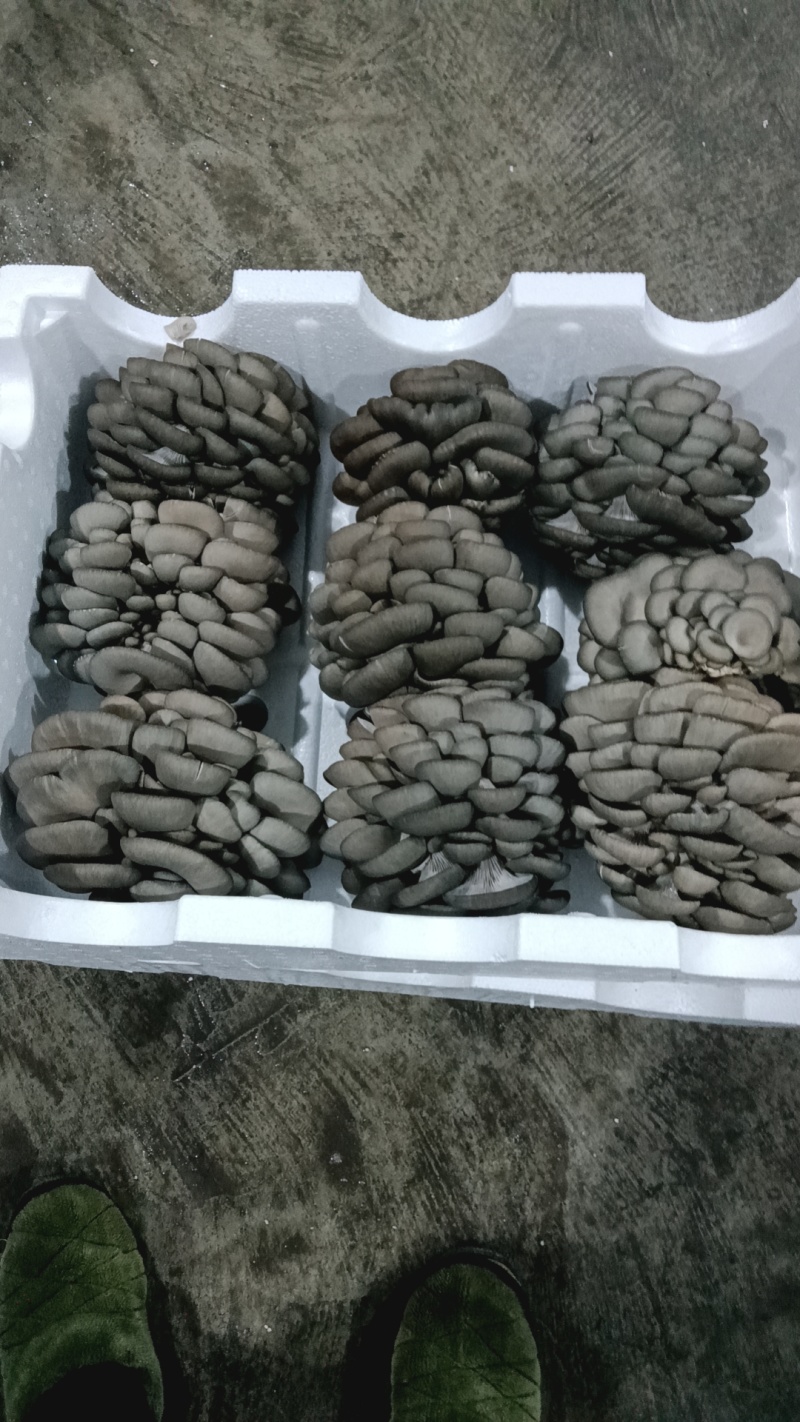【推荐】新鲜平菇产地直发量大价优可发全国对接电商市场