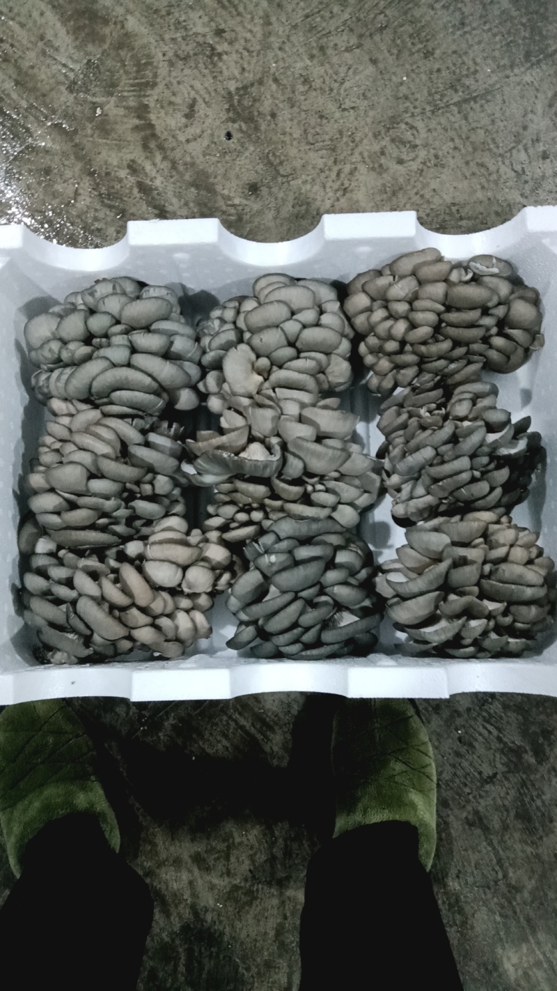【推荐】新鲜平菇产地直发量大价优可发全国对接电商市场